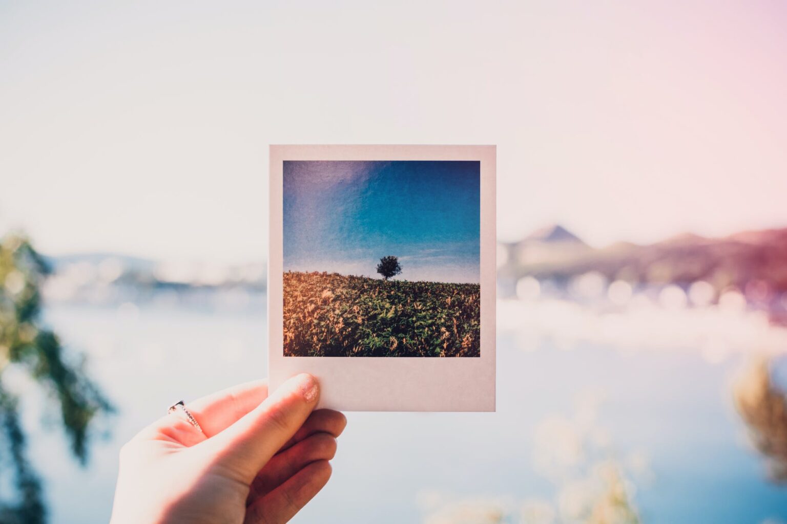 person holding photo of single tree at daytime