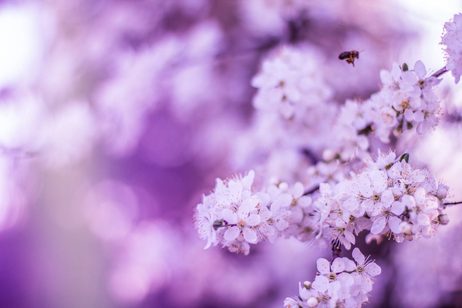 close up photo of cherry blossoms