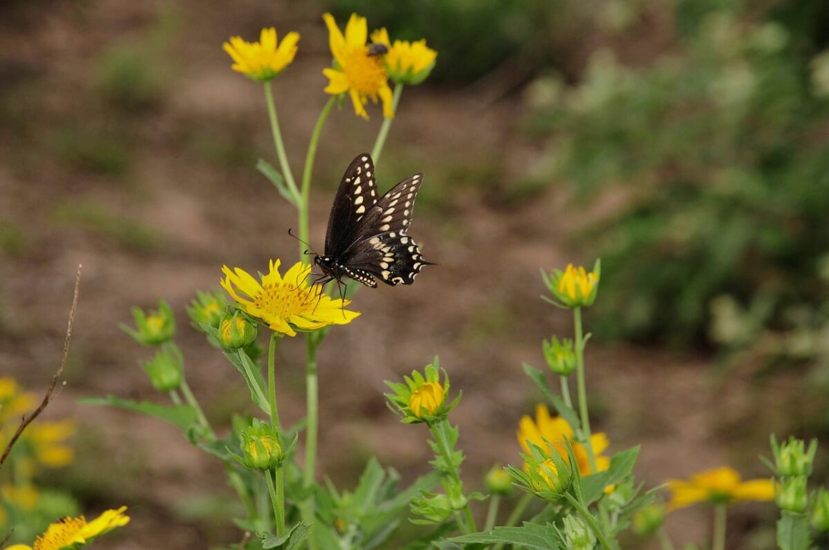 butterfly, nature, insect, wings, pollination, flower, yellow, early evening, frontal view, wildlife, yellow flowers, garden flowers, macro photography, natural environment, ecosystem, diversity, flight, summer, pollinated